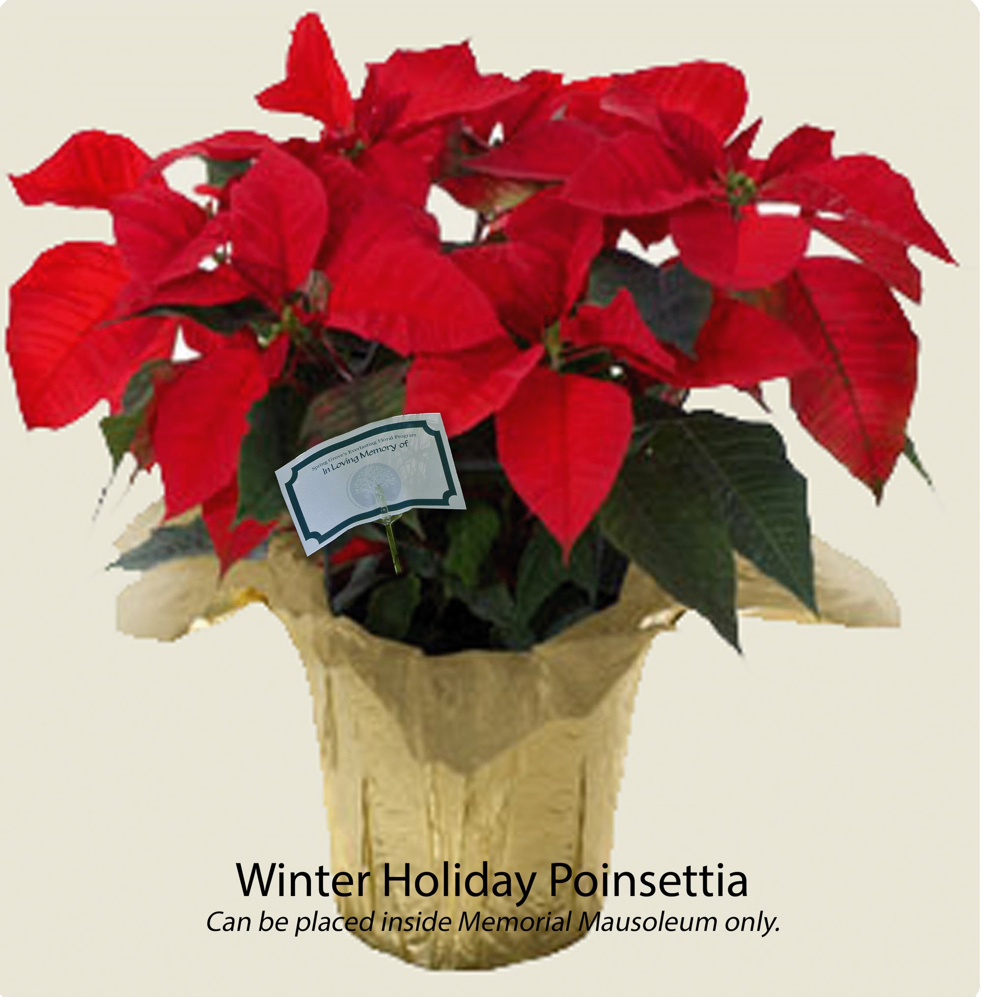 Indoor Winter Bouquet